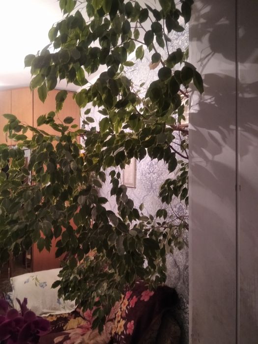 Фикус Бенджамина