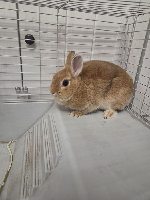 Холандско зайче джудже