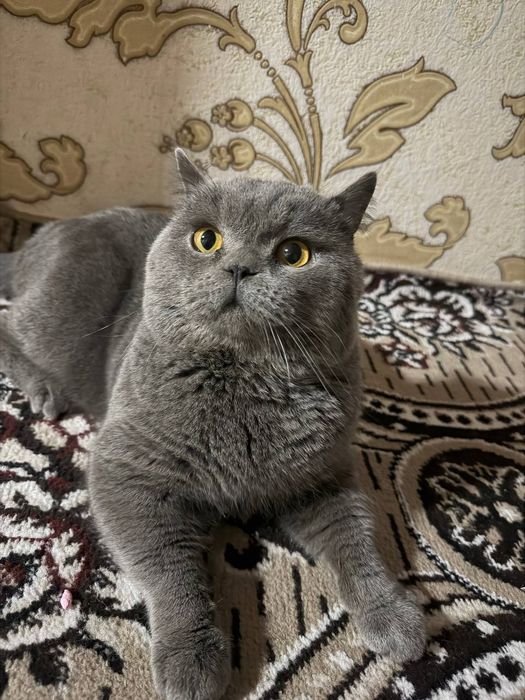 британский кот .вязка