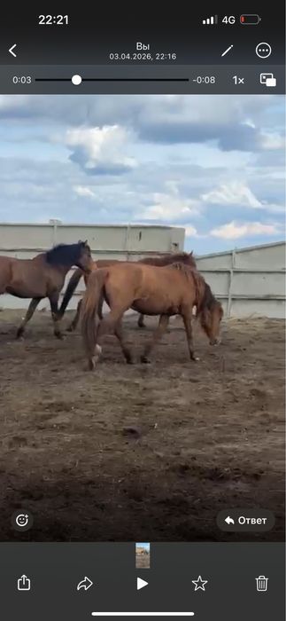 7 бие 1 айғыр сатылады