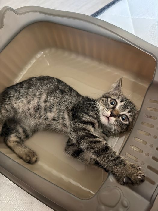 Отдам маленького котенка в добрые руки (девочка)