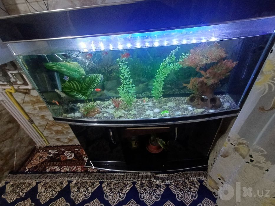 250litrli akvarium sotiladi pastavkasi bilan icida 13 ta baligi bilan