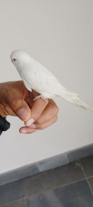 Ручной волнистые попугай