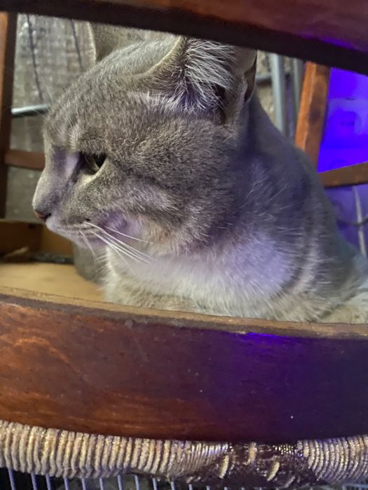 Найден кот Алматы