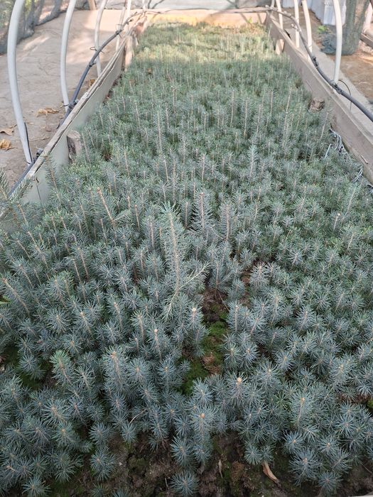 Голубая ель Кук арча