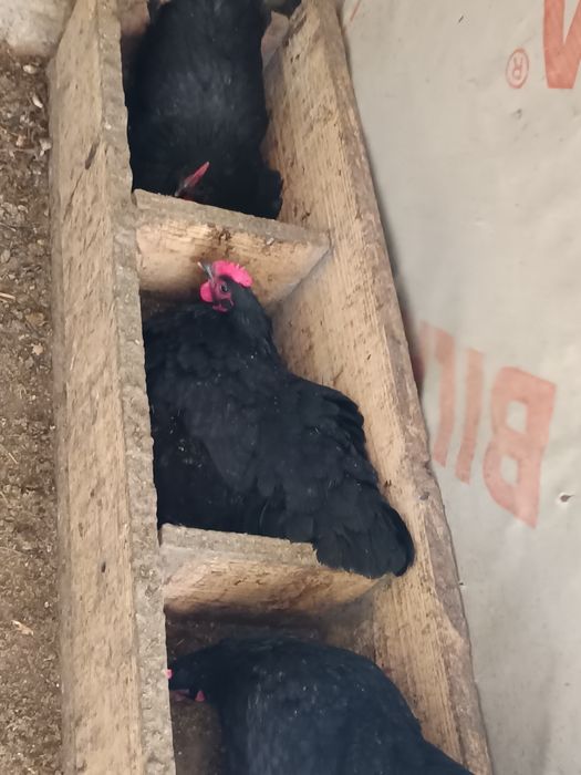 australorp negru