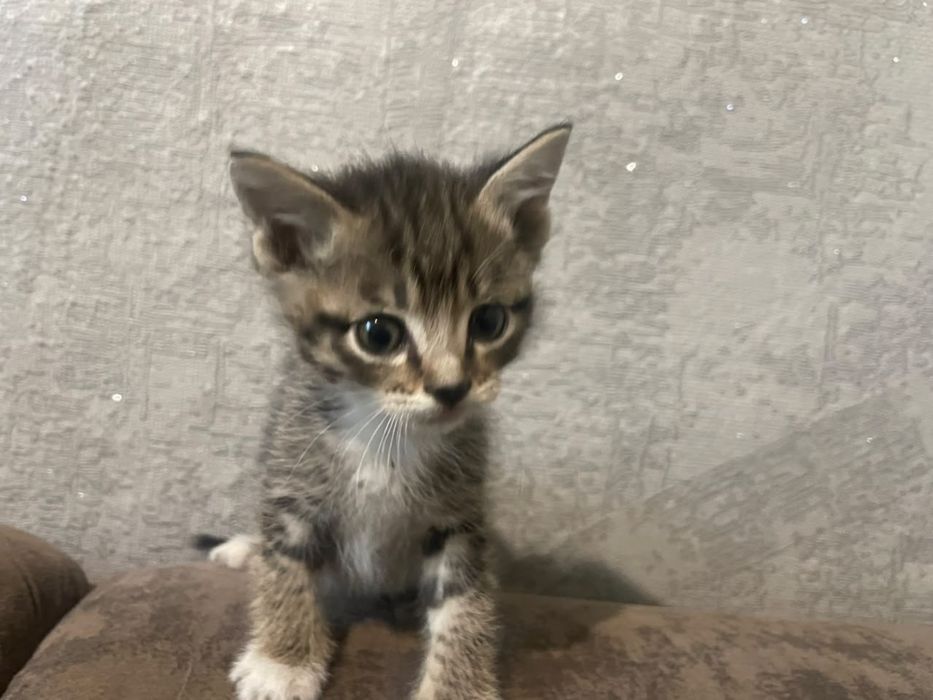 Котята красивые и ручные