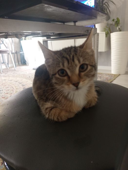 Котёнок девочька