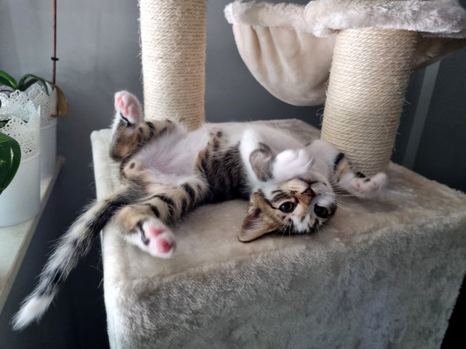 Подарявам малки котета!