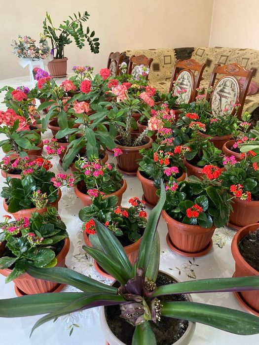 Продаются комнатные цветы