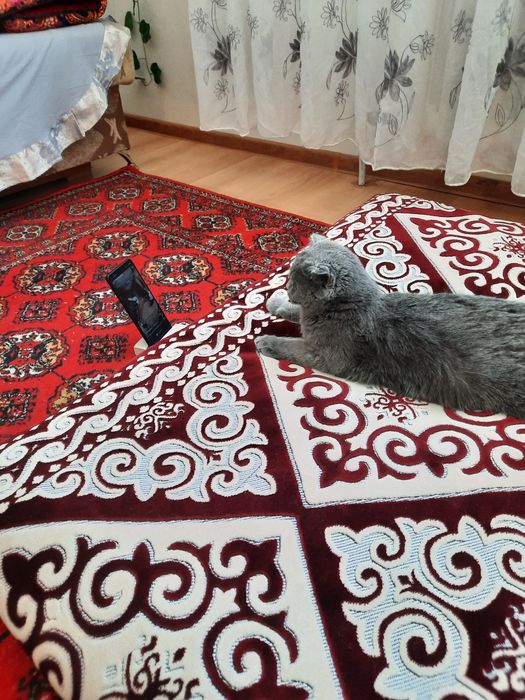 Шатланские котята. Город Астана