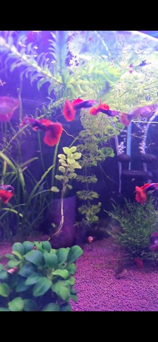 Гуппи Ред Роза чистая линия