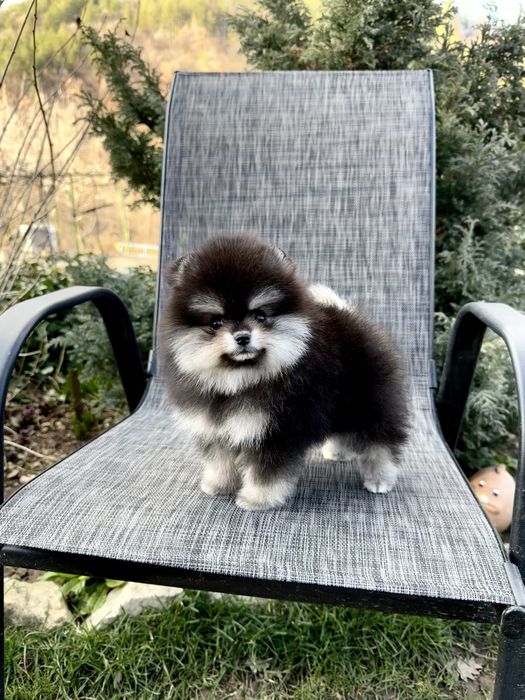 Померан мини момиче. Померанче