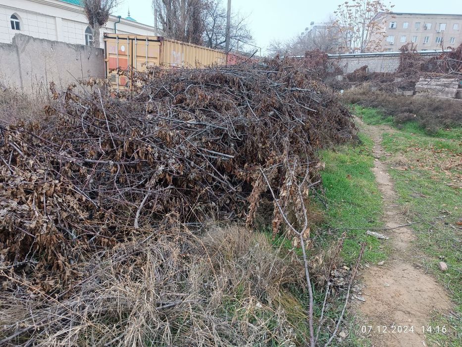 Утин (Дрова, Oʻtin) сотамиз, мевали дарахтларники.