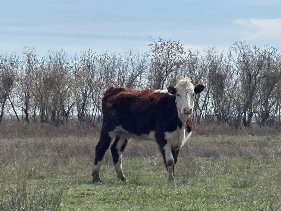 Ак бас ( Герефорд(