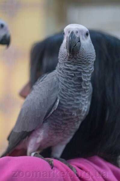 Ручной попугай Жако в ЗООМИРЕ