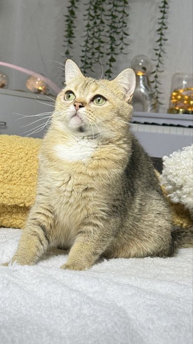 британская кошечка