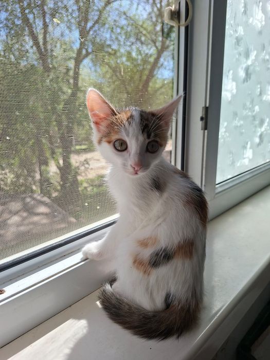Котята девочки 2,5 месяцев