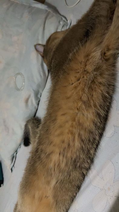 Кошка золотая шиншилла