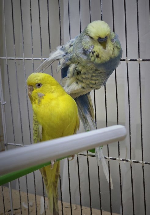 Попугай немец нар мода