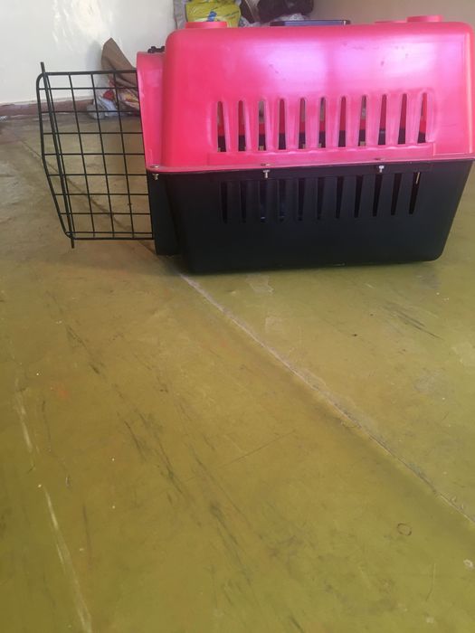 Скоттиш фолд 8 ойли