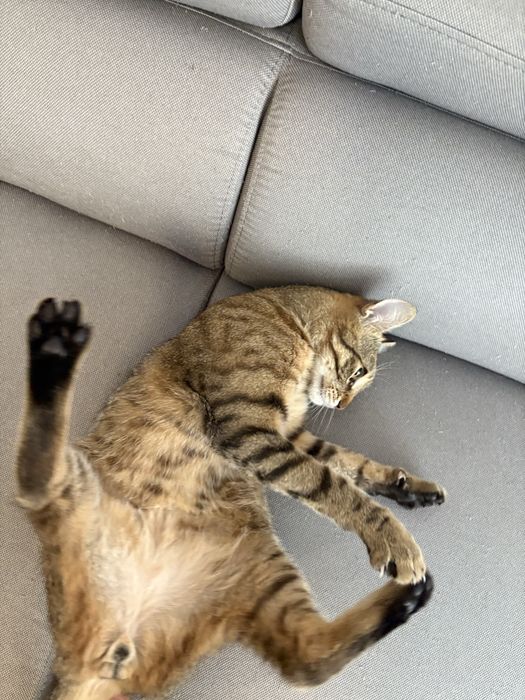 Cat Sitting Cluj-Napoca