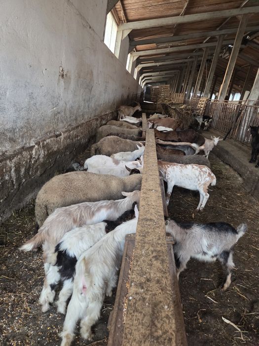Vînd iezi și miei