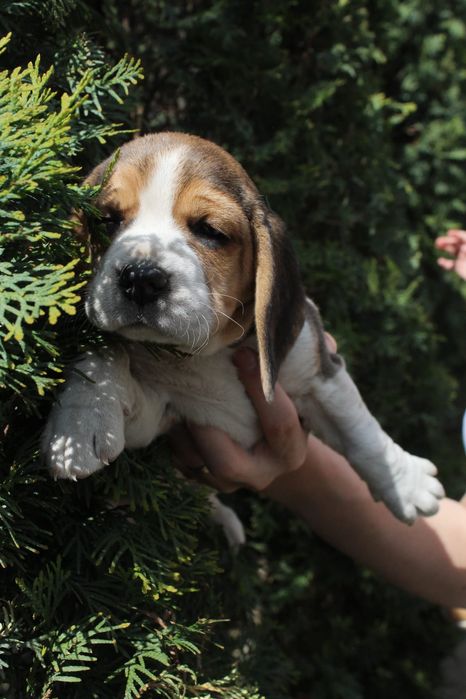Cățelușa jucăușă Beagle