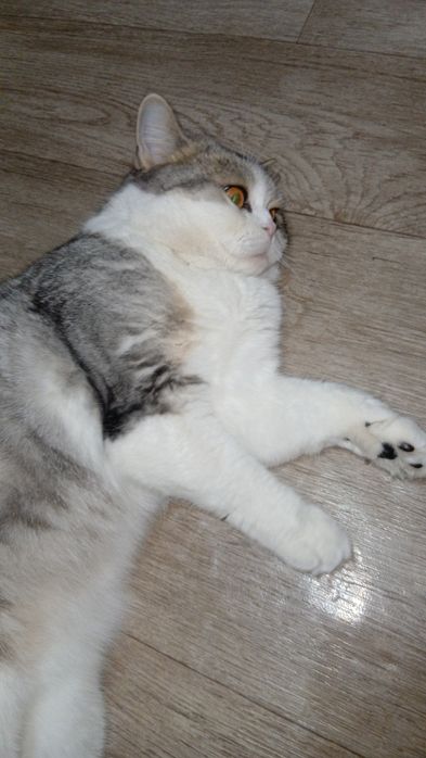 Отдам кошку скоттиш страйт