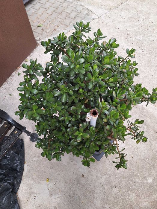 Продавам растение Дървото на живота