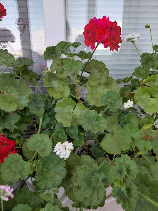 Кичести мушката микс цветове по няколко големи растения в саксия, 12 евро за саксия