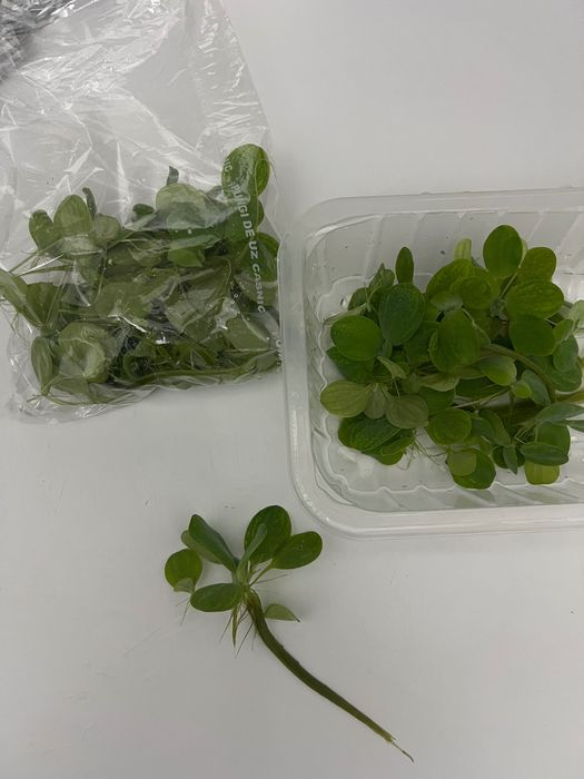 Plante acvariu de suprafață