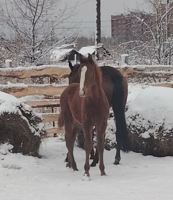 Продам жеребенка ЧК.