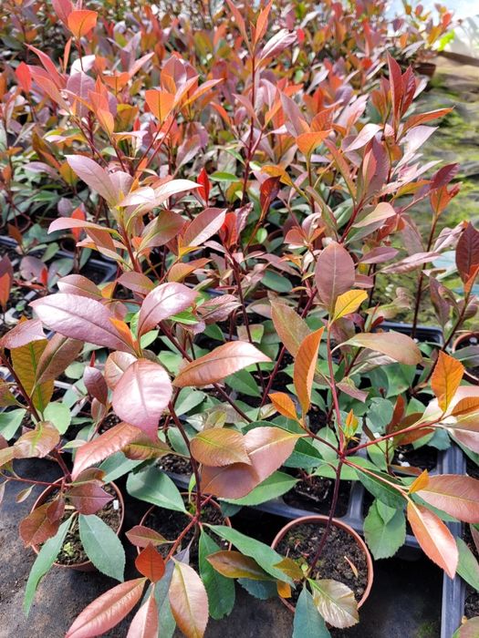 Photinia Red Robin ±30 cm
