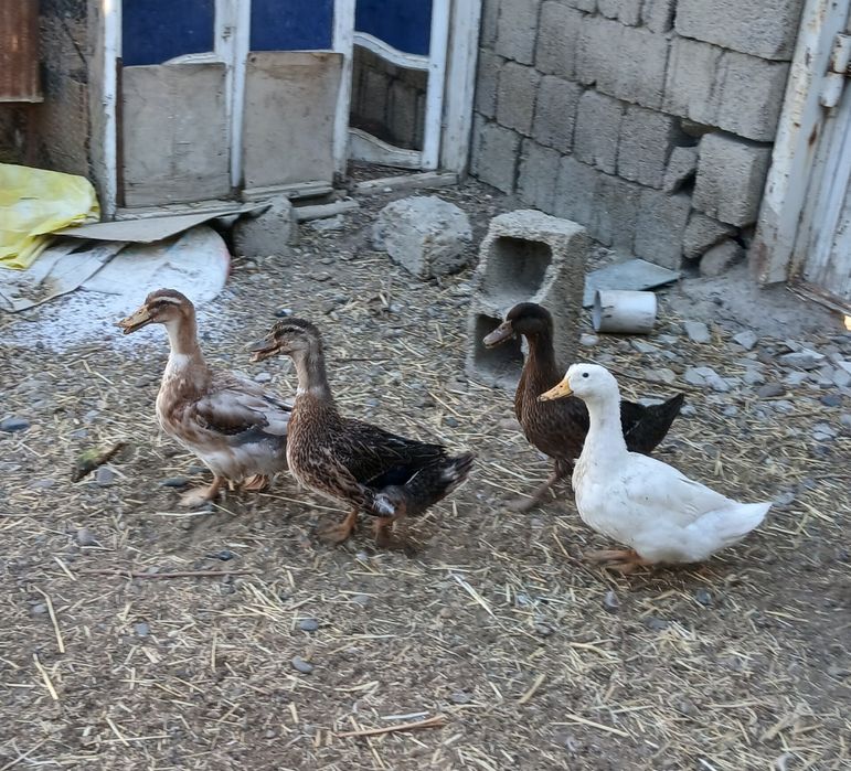 O'rdak bolalari sotiladi soni 4dona 4 oylik