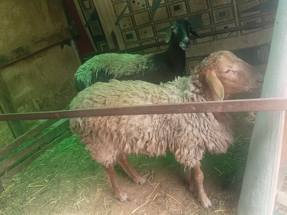 Продам баран Сатылады кой козы