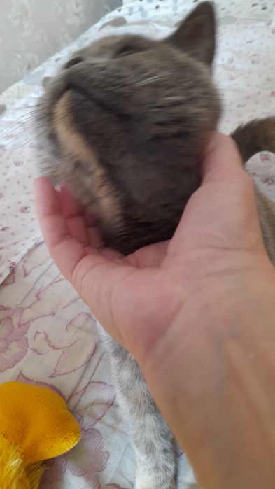 Британская колорпоинт серебрянная