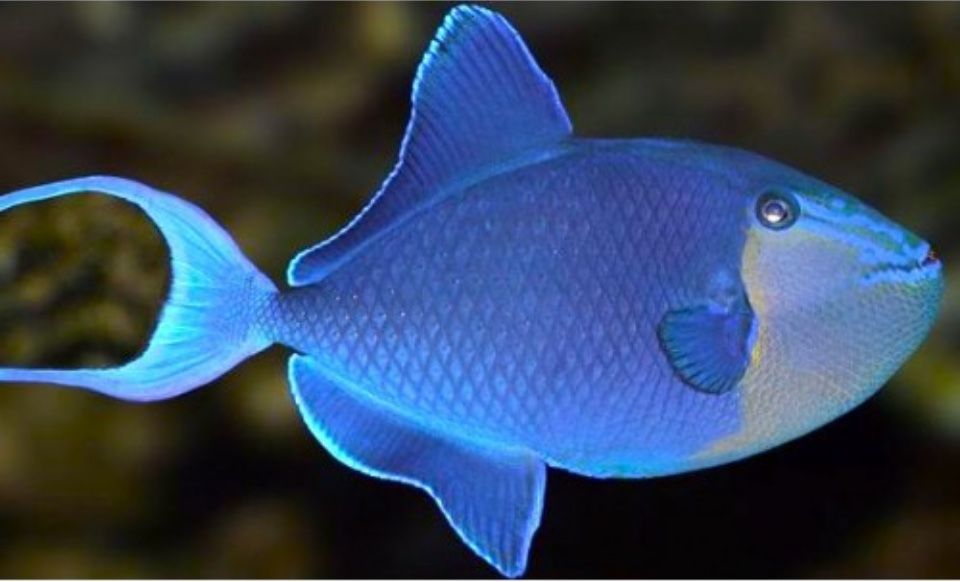 Рыбки   морские