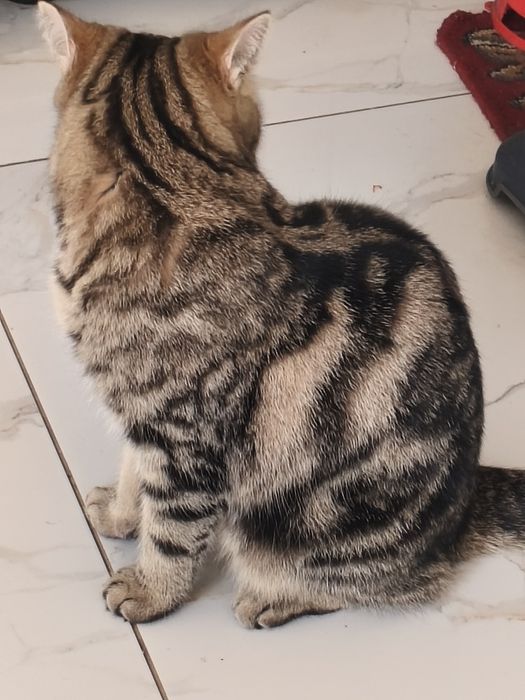 Отдам кошку в добрые руки