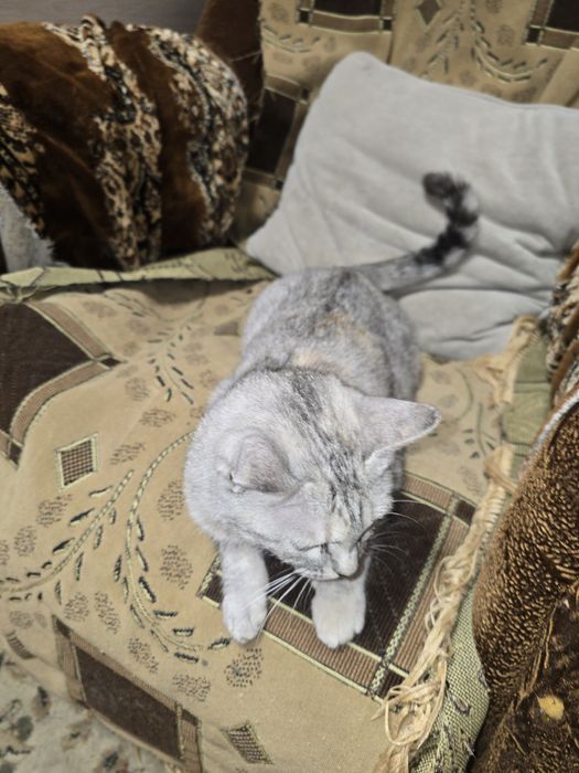 Отдам кошечку в добрые руки