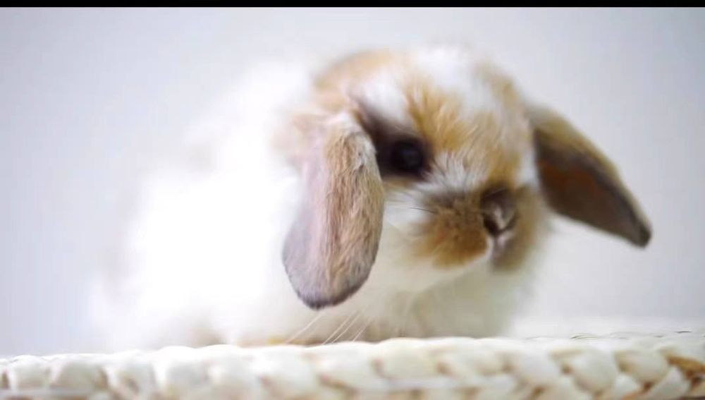 Karlik o'smaydigan quyonchalar O'zbekistonda