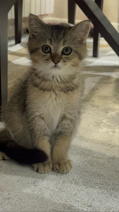 Котенок Скоттиш страйт-золотистая шиншилла мальчик