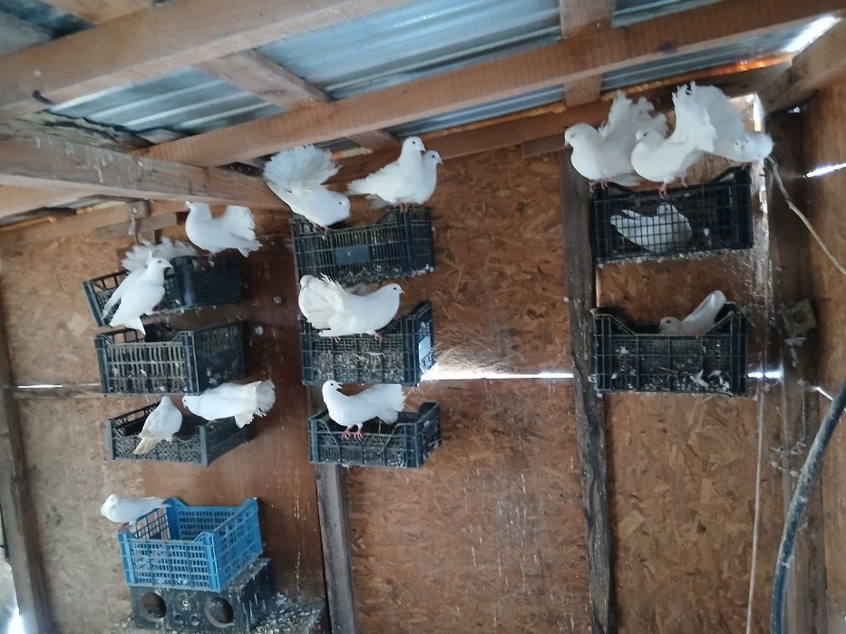 Se vând porumbei voltati si voiajori