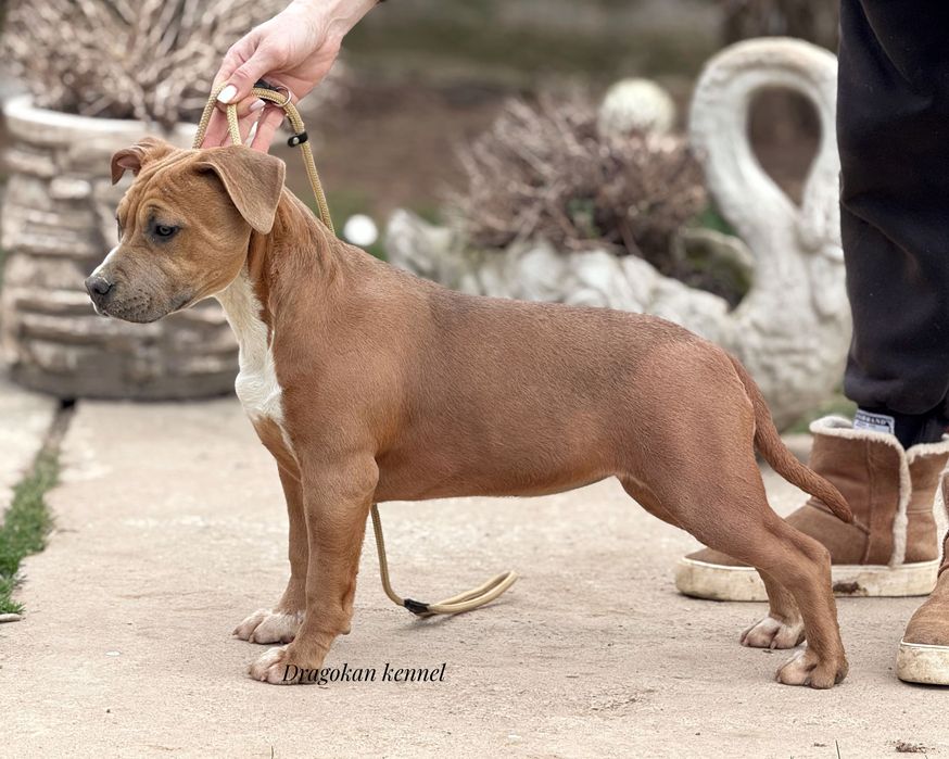Femela amstaff rasă pură cu pedigree