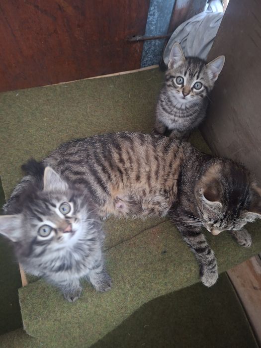Котята 2 девочки ходят в горшок