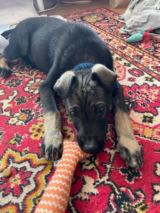 Щенок 2-3 месяца, метис