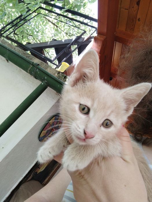 Раздавам котета на 2 месеца