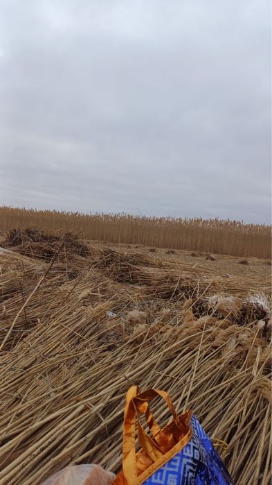 Камыс бау камыс таза