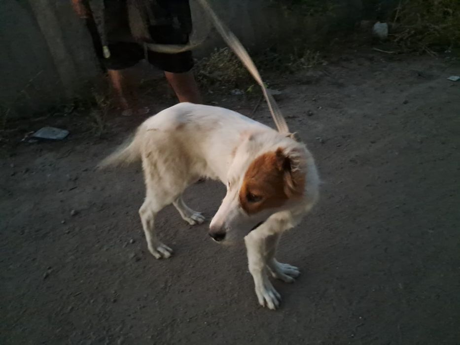 Төбет сатылады 4айлық