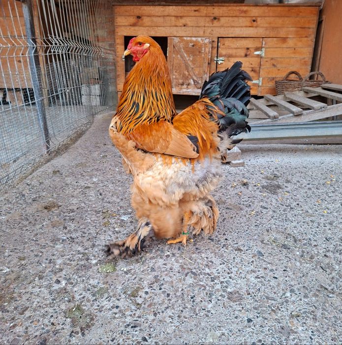 Oua brahma columbia pt incubat